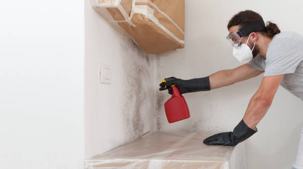 Professional Black Mold Remediation technician working in Saddle Brook, NJ
