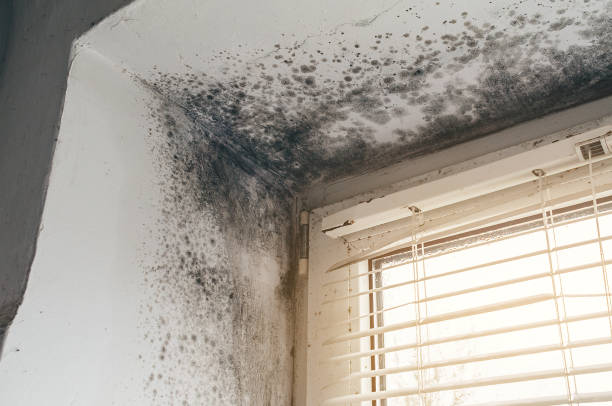 Affordable Black Mold Remediation solutions in Saddle Brook, NJ